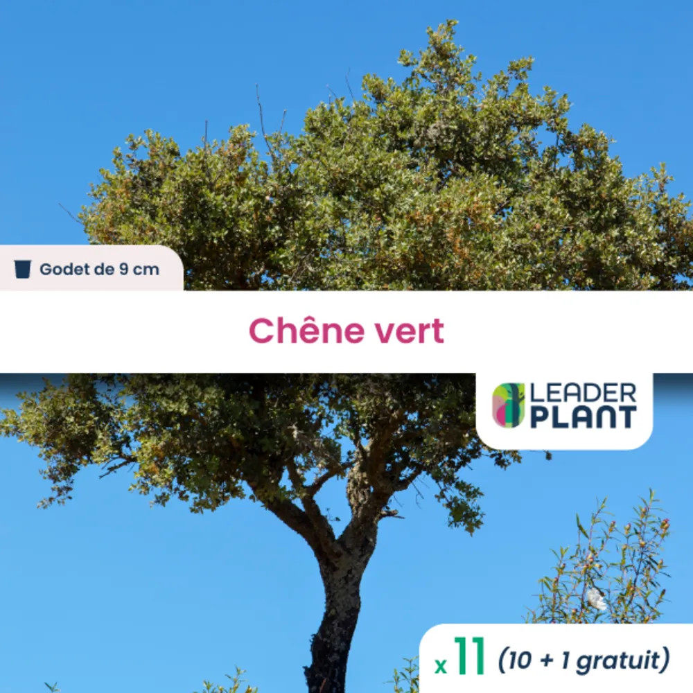 11 x chêne vert en godet