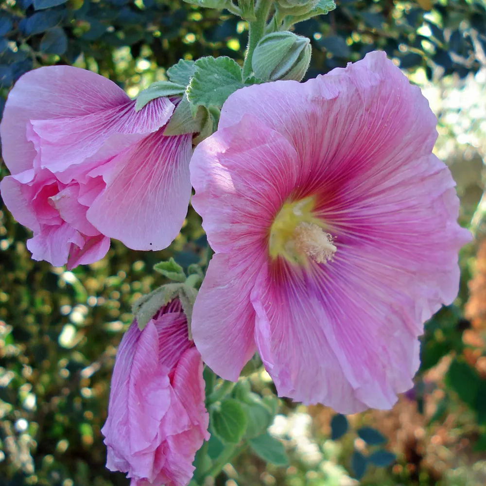 6 x rose trémière 'rosea ' - alcea rosea 'rosea' - godet 9cm x 9cm