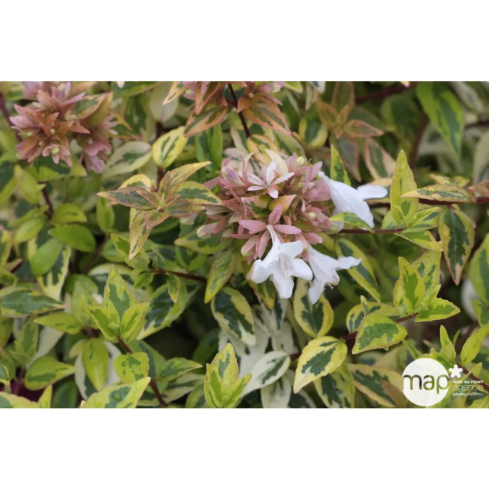 Abelia X Grandiflora kaléidoscope : Pot 5L