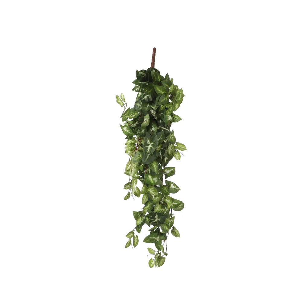 Chute de fittonia, vert L. 80 x l. 30 x H. 15 cm