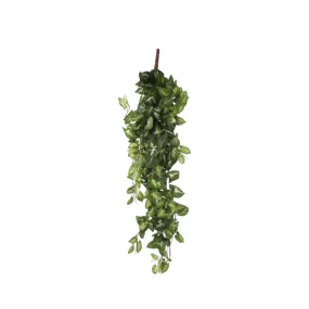 Chute de fittonia, vert L. 80 x l. 30 x H. 15 cm