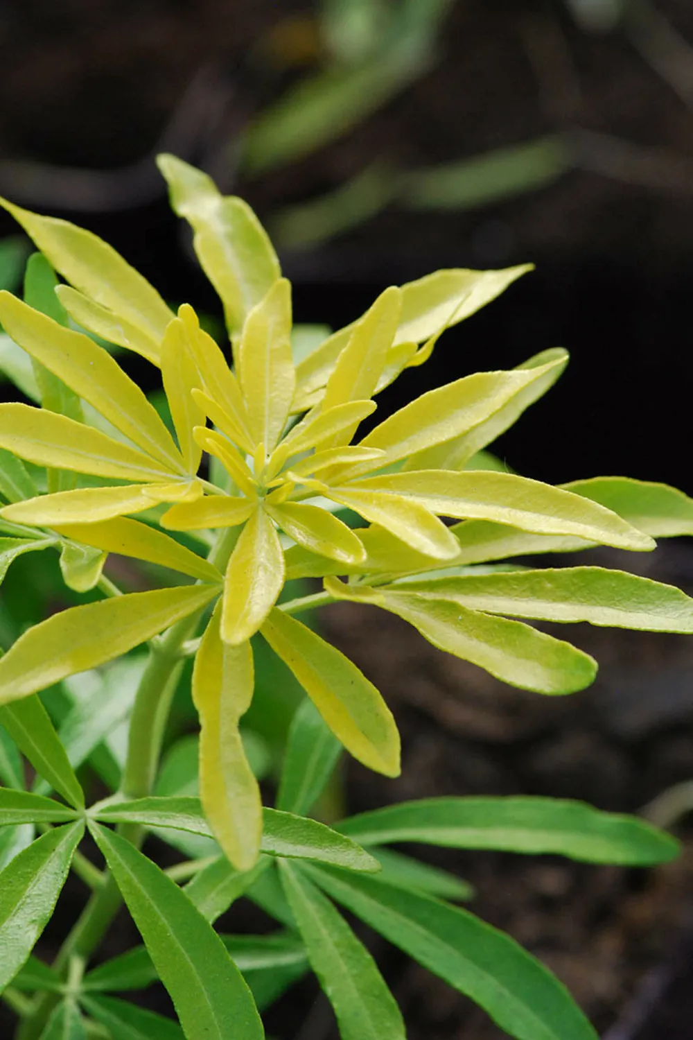 Oranger du mexique 'aztec gold ?' - en pot de 5 litres
