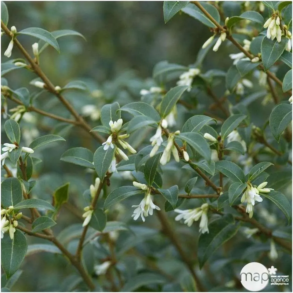 Osmanthus x burkwoodi : ctr 25 litres