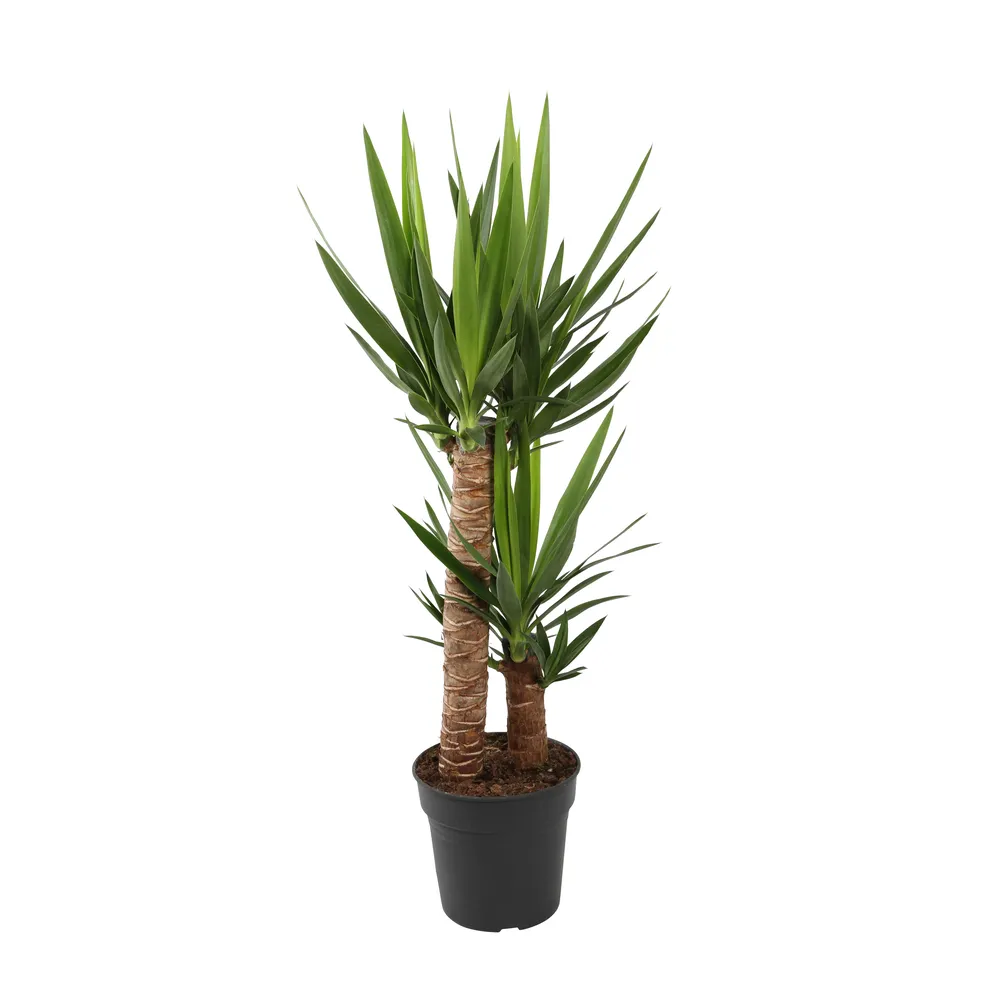 Yucca : pot d.21 x h.100cm